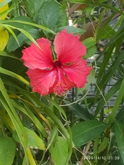 Hibiscus × archeri