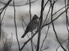 Emberiza rustica