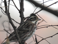 Emberiza rustica