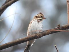 Emberiza rustica