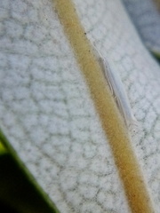 Stegommata sulfuratella