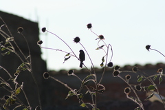 Sporophila torqueola