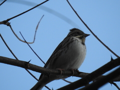Emberiza rustica