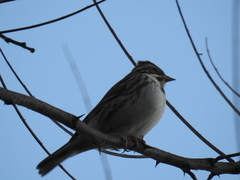Emberiza rustica