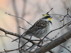 Emberiza elegans