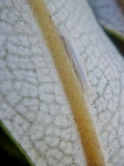 Stegommata sulfuratella