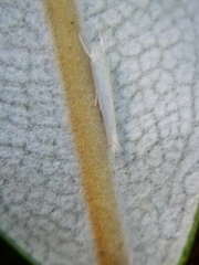 Stegommata sulfuratella
