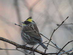 Emberiza elegans