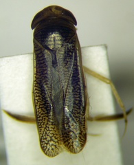 Paracorixa caspica