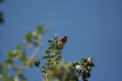 Pyrocephalus rubinus