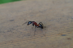 Camponotus obscuripes