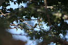 Cynanthus latirostris