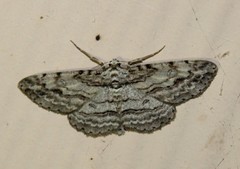 Iridopsis pergracilis