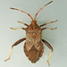 Helmeted Squash Bug - Photo (c) Bill Keim, some rights reserved (CC BY)