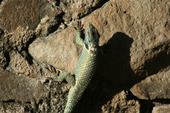 Sceloporus torquatus
