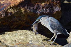 Butorides striata macrorhyncha