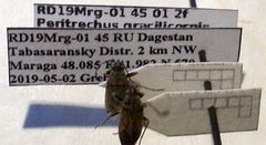 Peritrechus gracilicornis