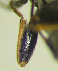 Peritrechus gracilicornis