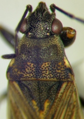 Peritrechus gracilicornis