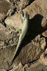 Sceloporus torquatus