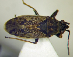 Peritrechus gracilicornis