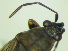 Peritrechus gracilicornis