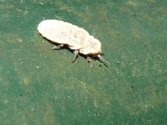 Drosicha