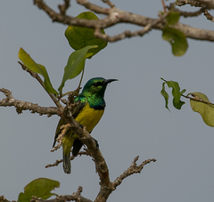 Collared Sunbird photo 5