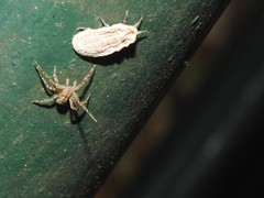 Drosicha