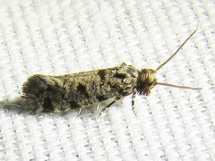 Amydria margoriella