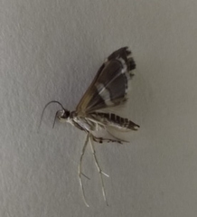 Spoladea recurvalis