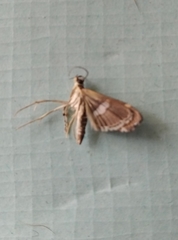 Spoladea recurvalis