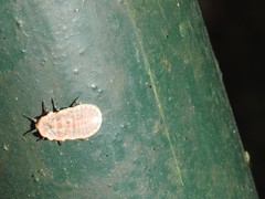 Drosicha