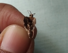 Spoladea recurvalis