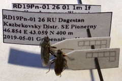 Peritrechus gracilicornis