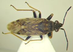 Peritrechus gracilicornis
