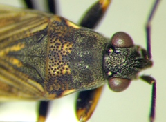 Peritrechus gracilicornis