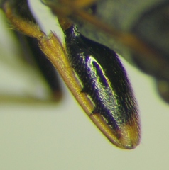 Peritrechus gracilicornis