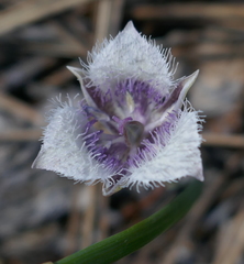 Calochortus elegans nanus
