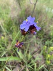 Aristea torulosa