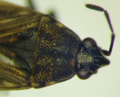 Peritrechus nubilus