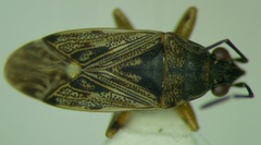 Peritrechus nubilus
