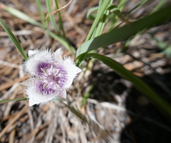 Calochortus elegans nanus