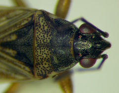 Peritrechus nubilus