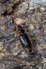 Cymindis