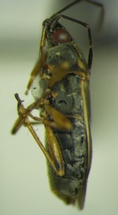 Peritrechus nubilus