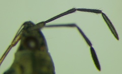 Peritrechus nubilus