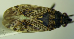 Peritrechus nubilus