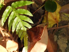 Abisara echerius