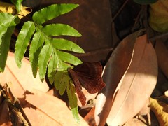 Abisara echerius